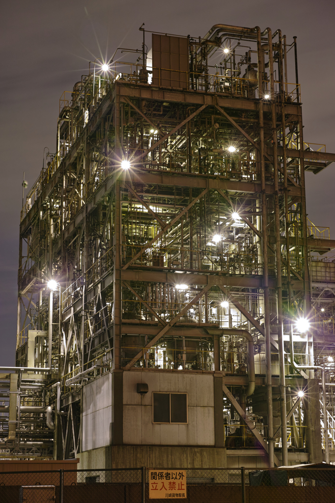 Plant of the night 3