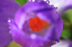 a crocus
