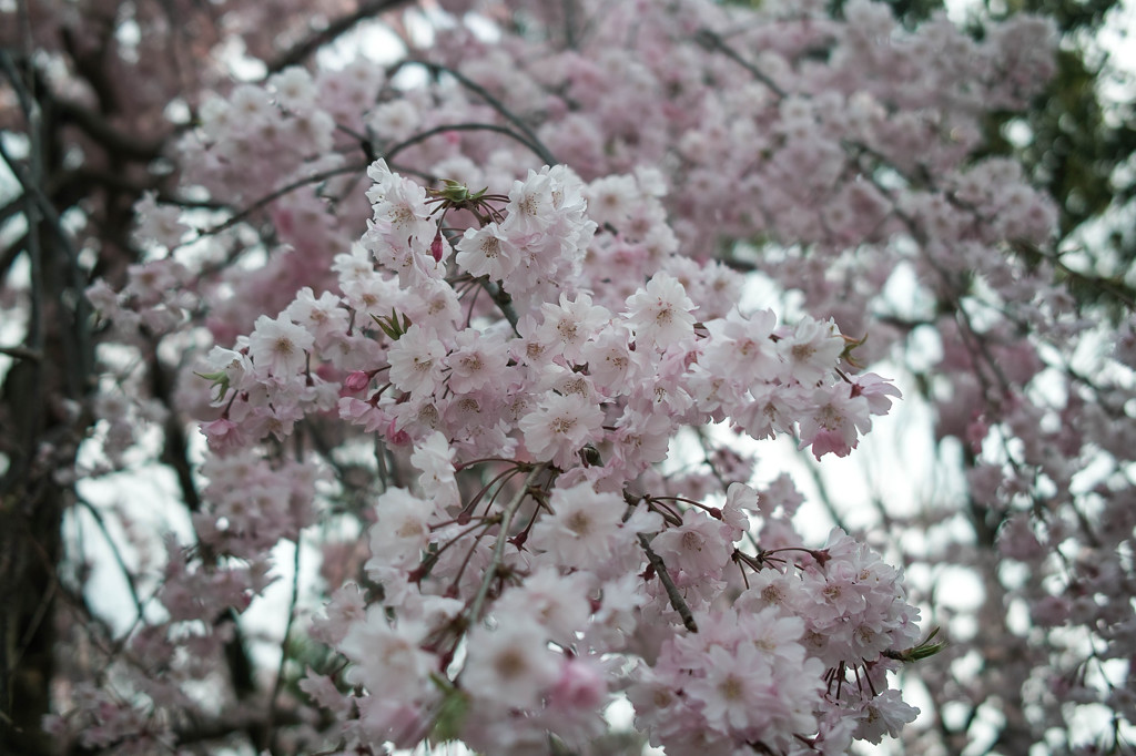 名残桜