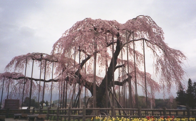 1995年　神田の大糸桜