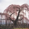 1995年　神田の大糸桜