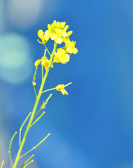 菜の花