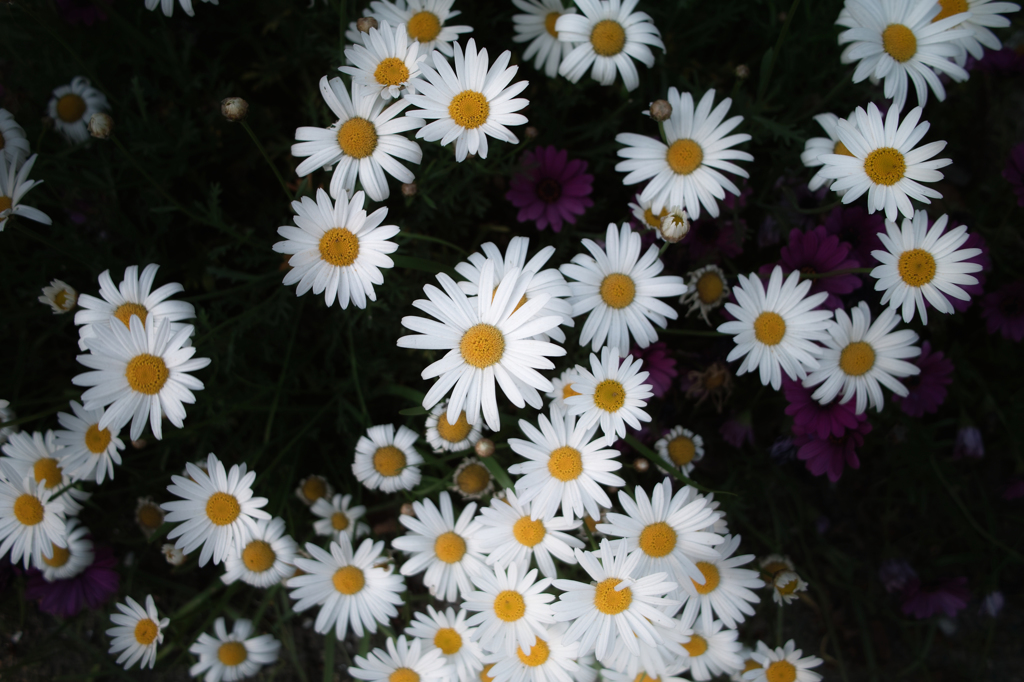 Bellis perennis