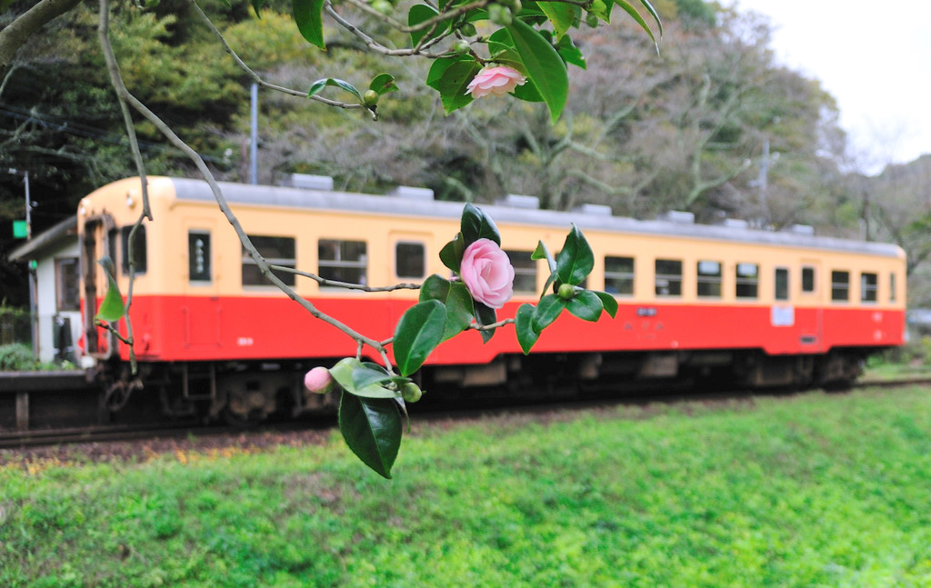サザンカ咲く頃