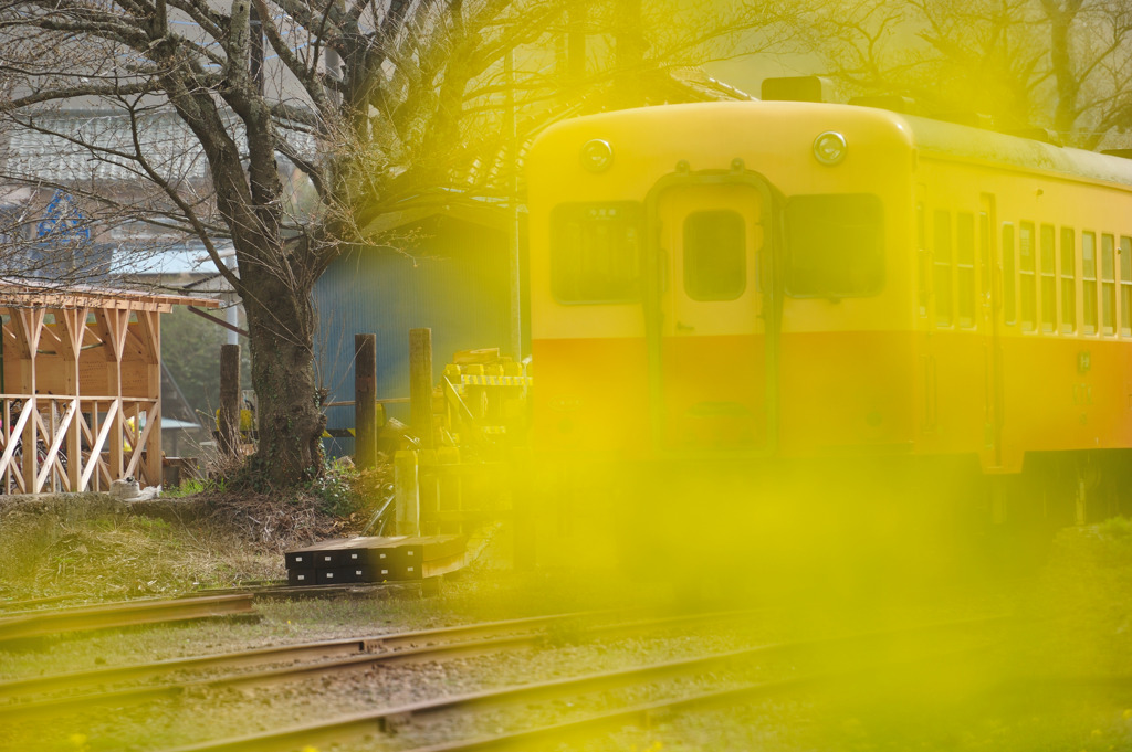 菜の花列車