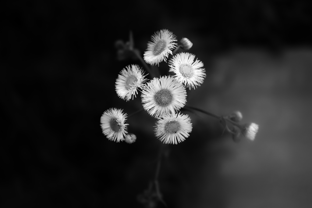 Erigeron philadelphicus