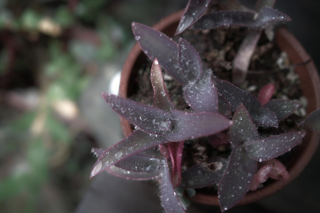 SDIM0453