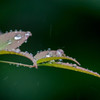 Rainy