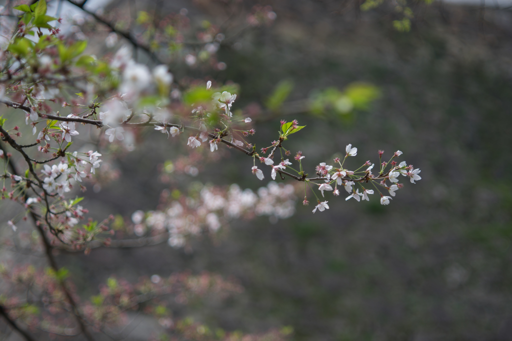 小倉城にて