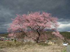 名もなき桜