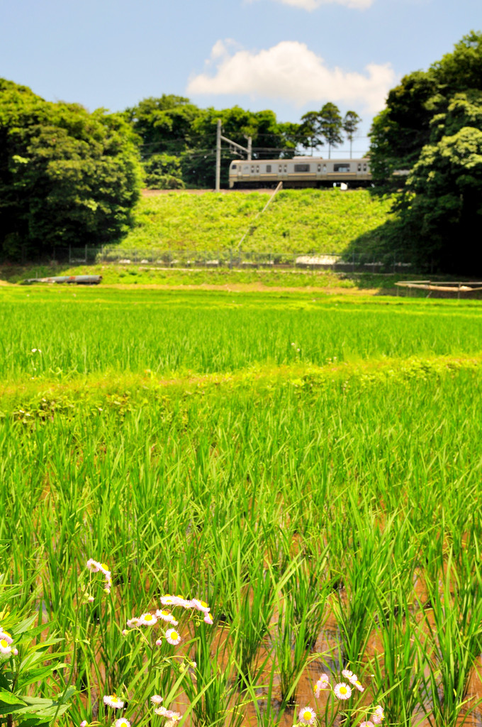 総武快速も千葉を過ぎるとこんな風景