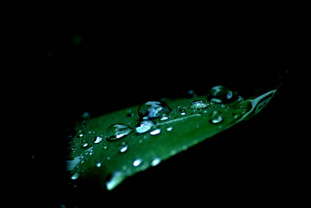 雨の贈り物