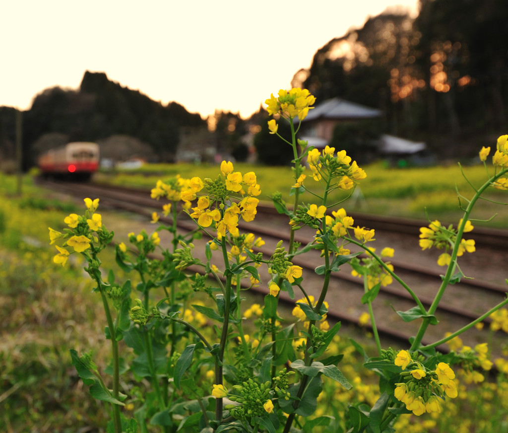 夕暮れ菜の花