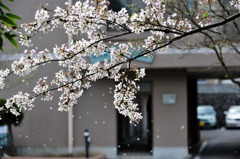 なごり桜