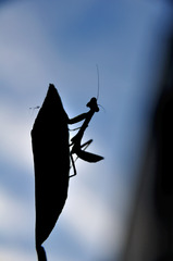 たそがれカマキリ