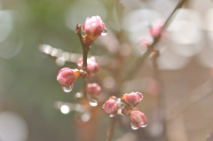 雨 あがる