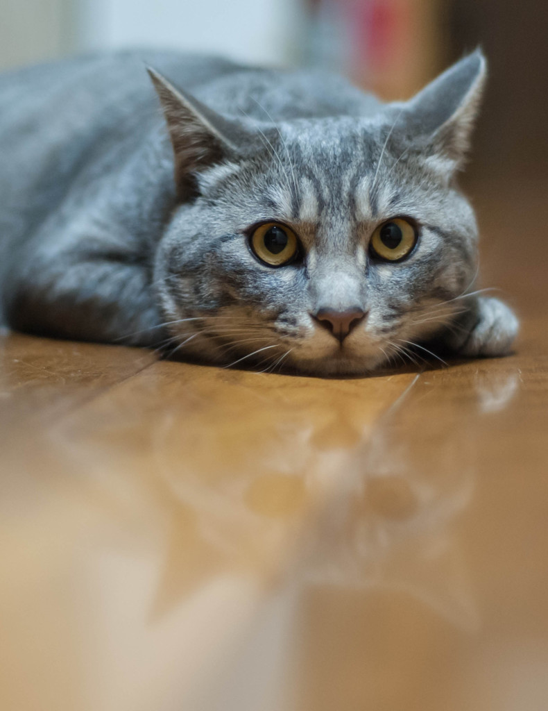 ニャンコのしょうちゃん2