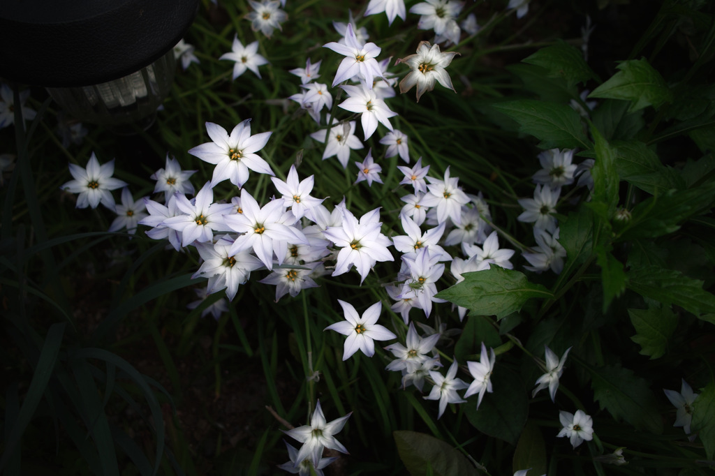 Ipheion uniflorum 