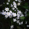 Ipheion uniflorum 