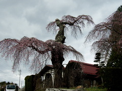 乙事の枝垂れ桜