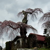乙事の枝垂れ桜