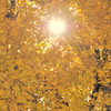黄色い日差し