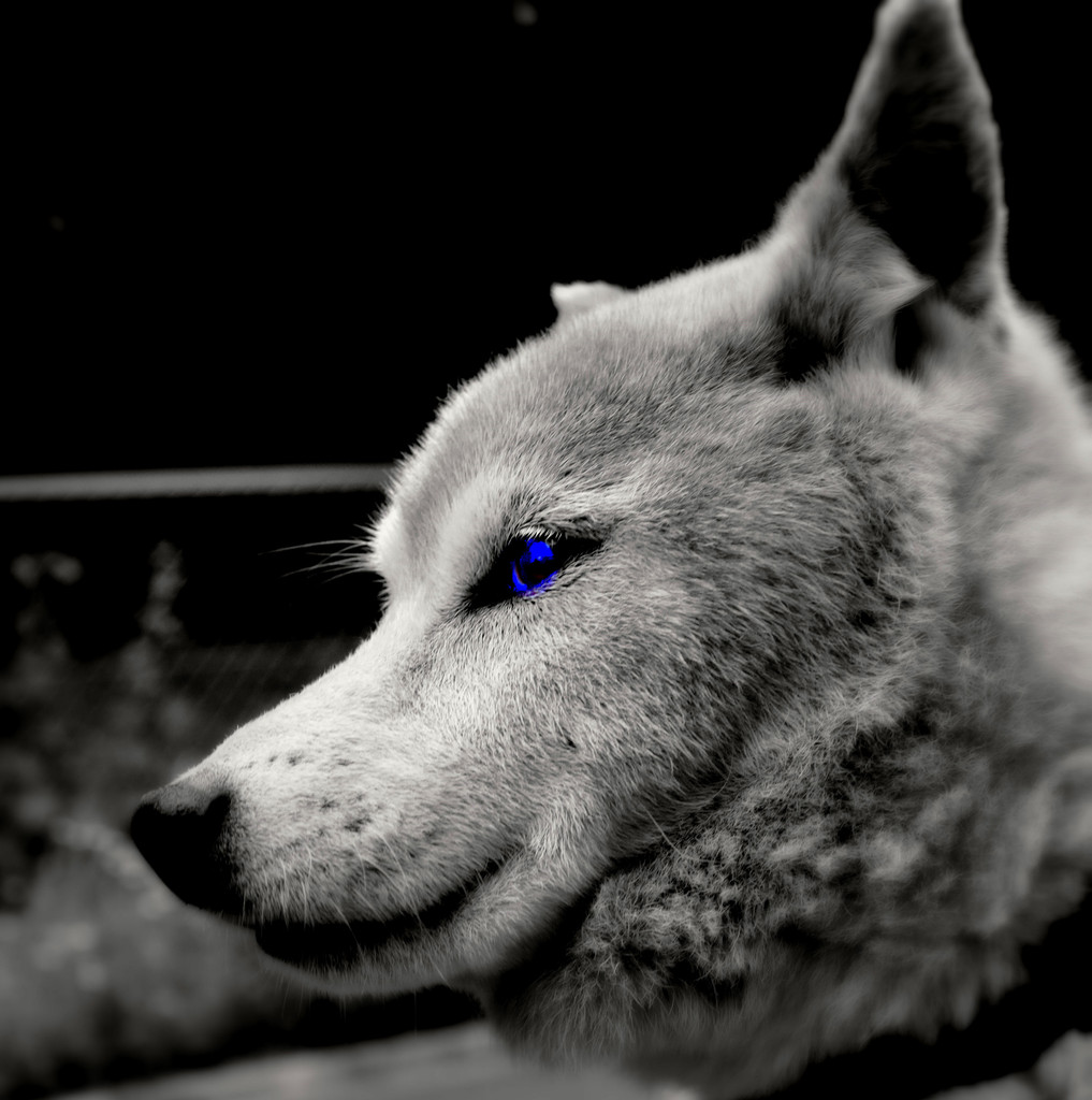 Blue Eye