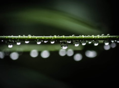 Raindrop