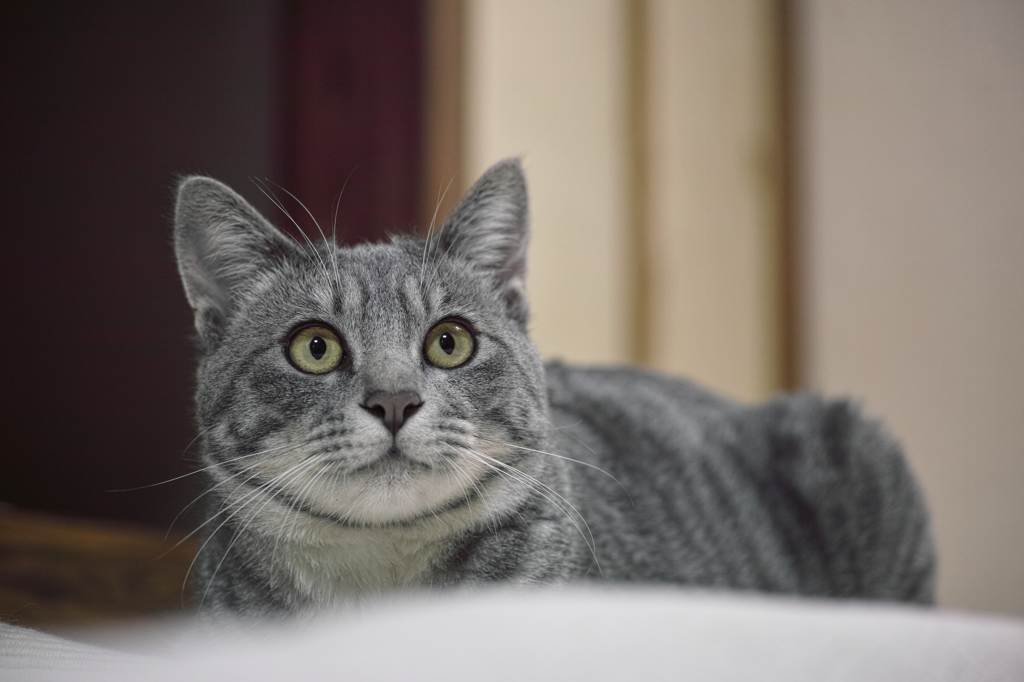 ニャンコのしょうちゃん