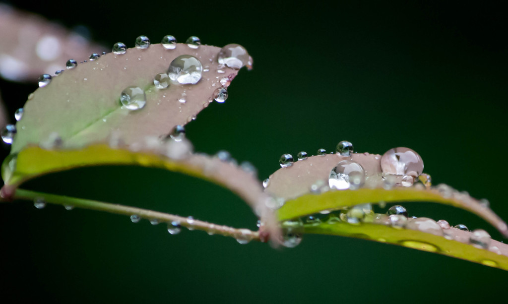 水玉