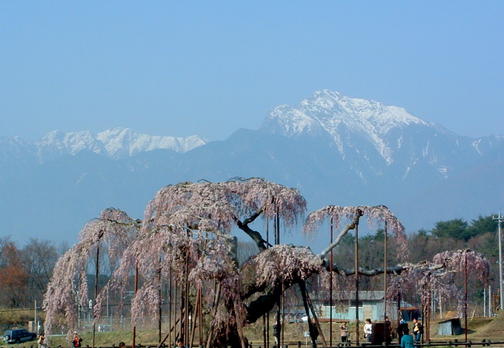 2004年　神田の大糸桜