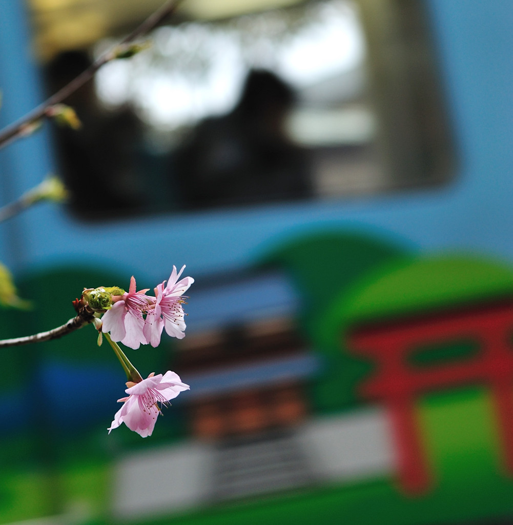 鎌倉に桜咲く
