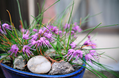 らっきょうの花