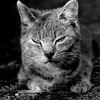 我輩はニャンである