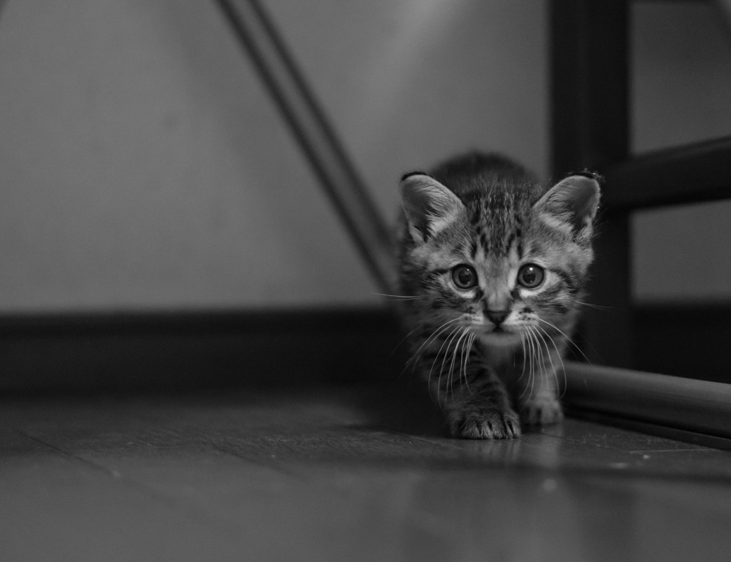 にゃんだ～