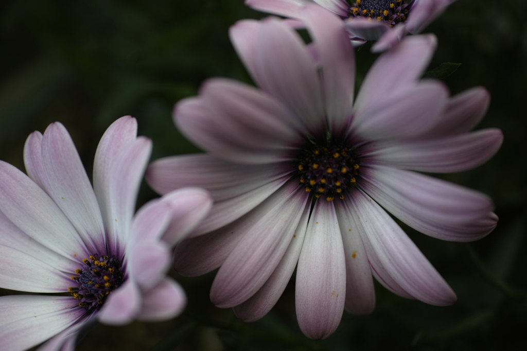 Rhodanthemum