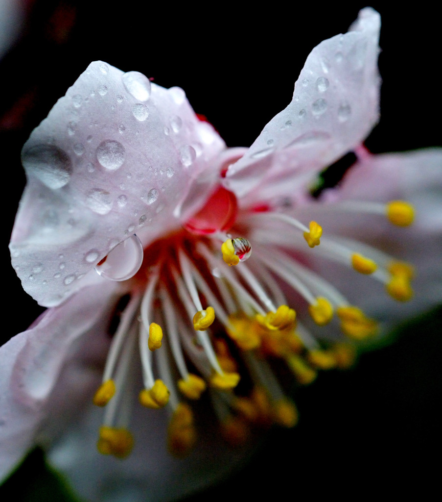 雨に濡れても