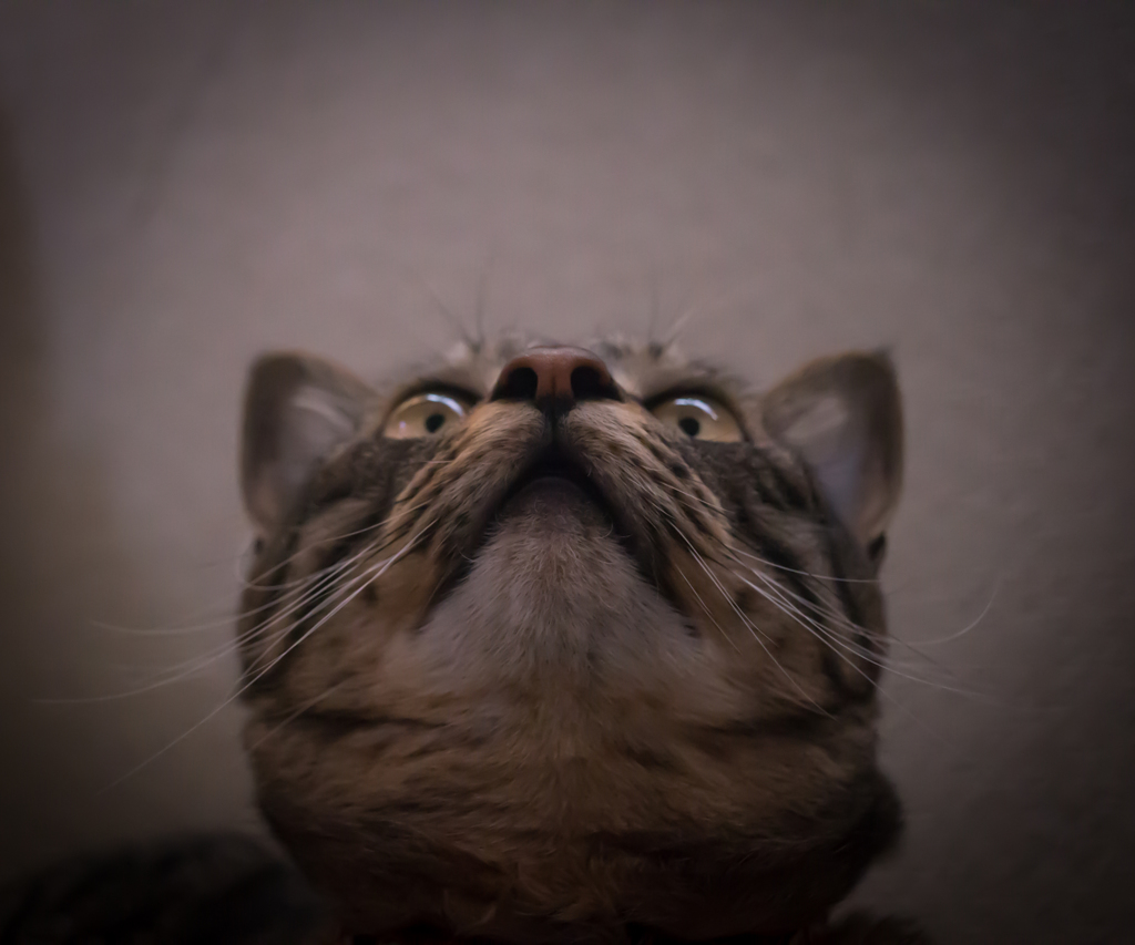 鼻ピン