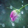 Drops