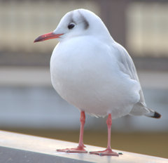 ふっくらユリカモメ♪