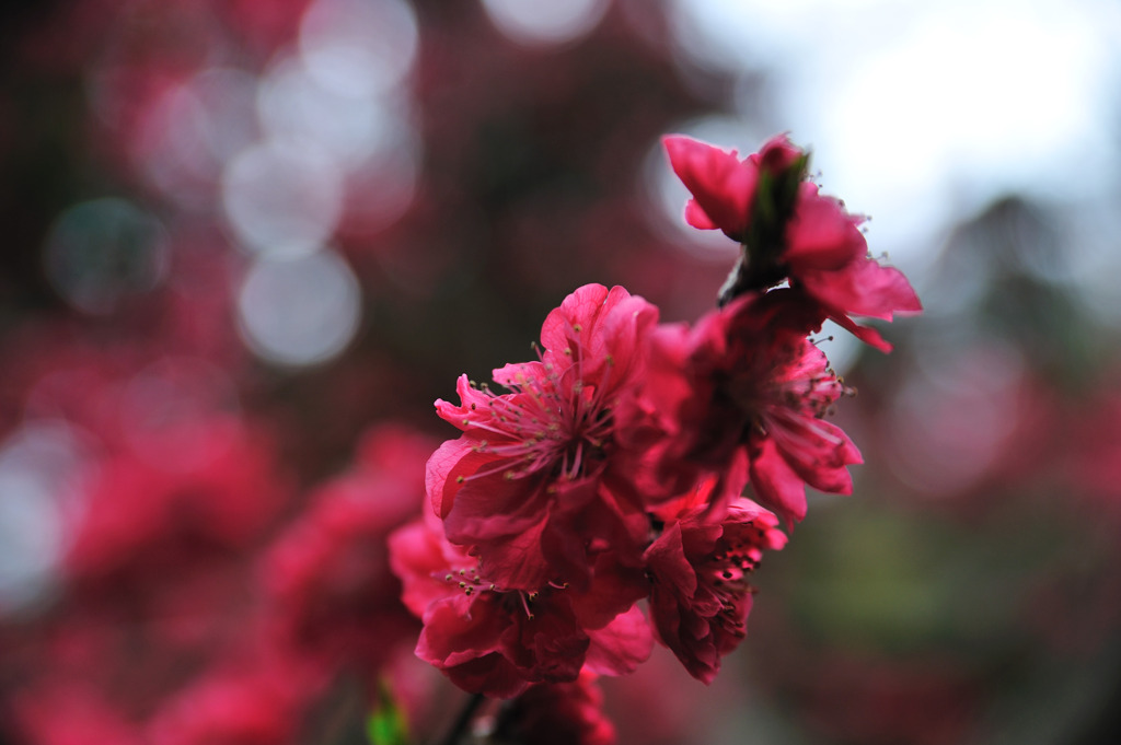 春の紅