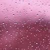 桜色の雨