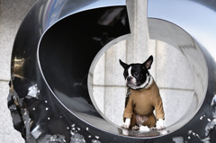 オブジェ犬