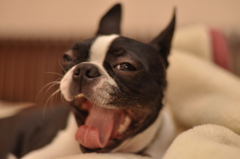(^Д^)ｷﾞｬﾊーDOG