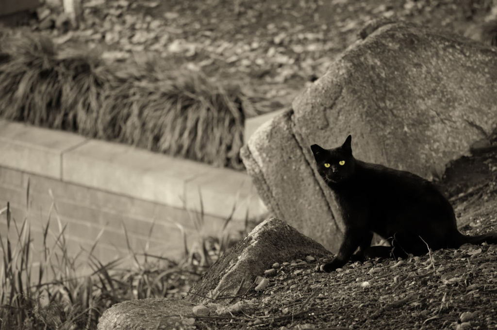 野生のくさCAT