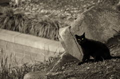 野生のくさCAT