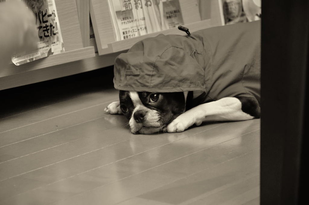 めんどくさがりDOG