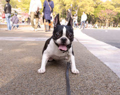へばりDOG