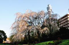 山下公園の桜