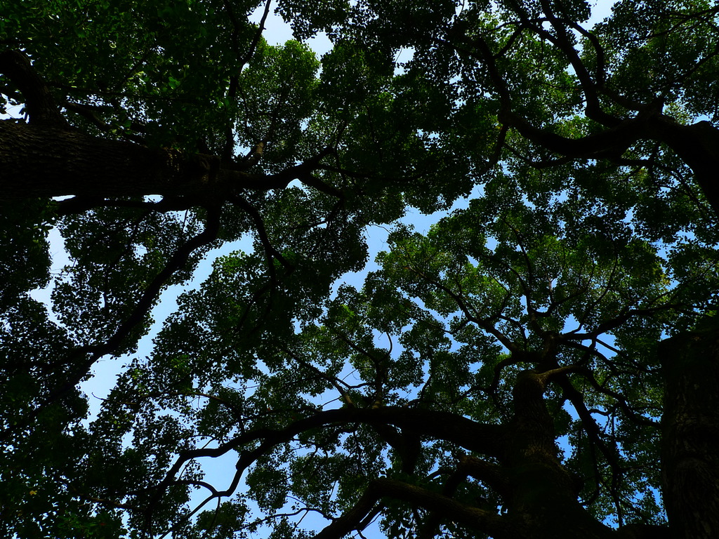 ジグザクな空